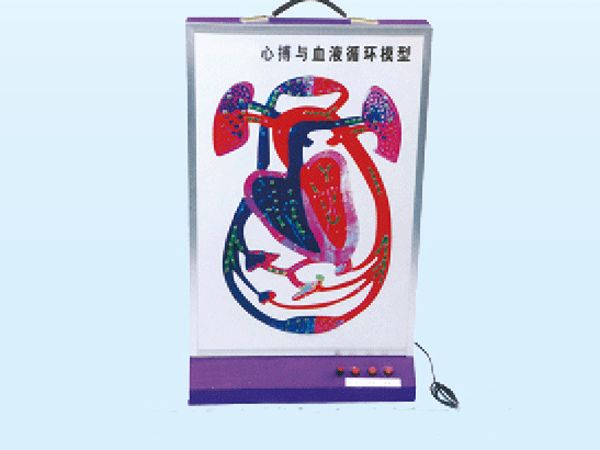 心博与血液循环模型