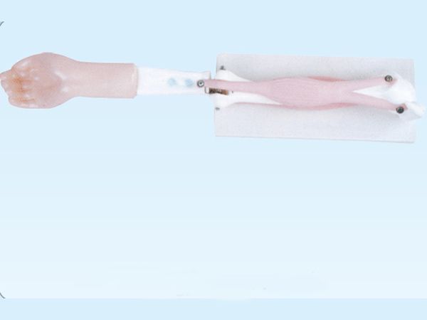 肘关节活动模型