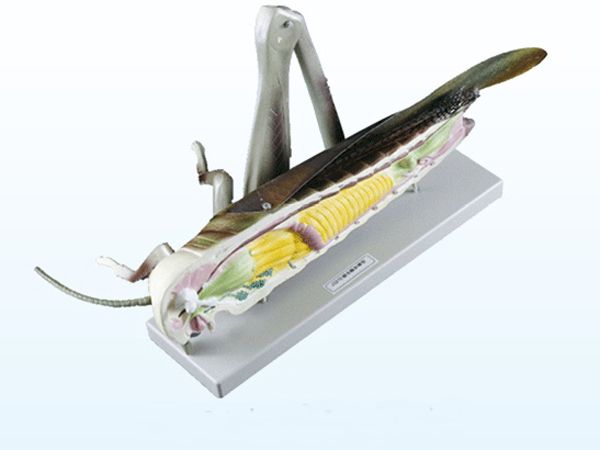 蝗虫解剖模型