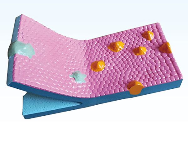 细胞膜流动镶嵌模型组件