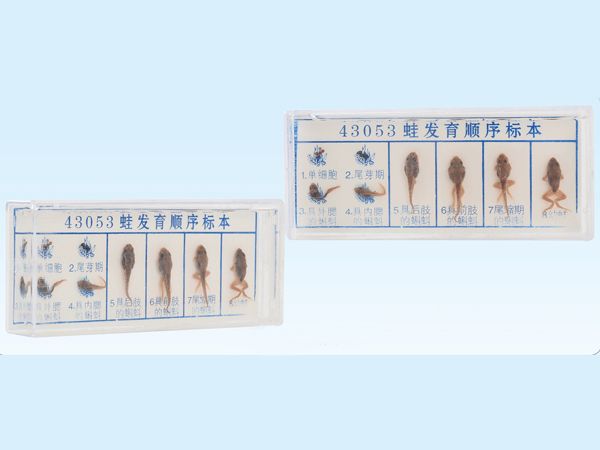 蛙发育顺序标本