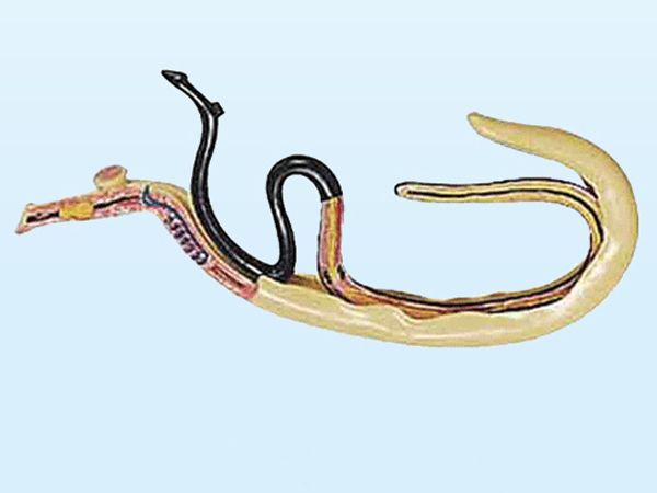 血吸虫模型
