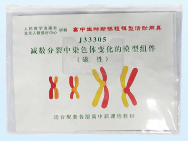 减数分裂中染色体变化模型组件
