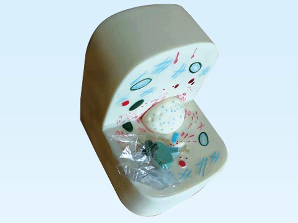 细胞亚显微结构模型